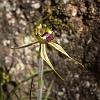 _17C7603 Green Spider Orchid